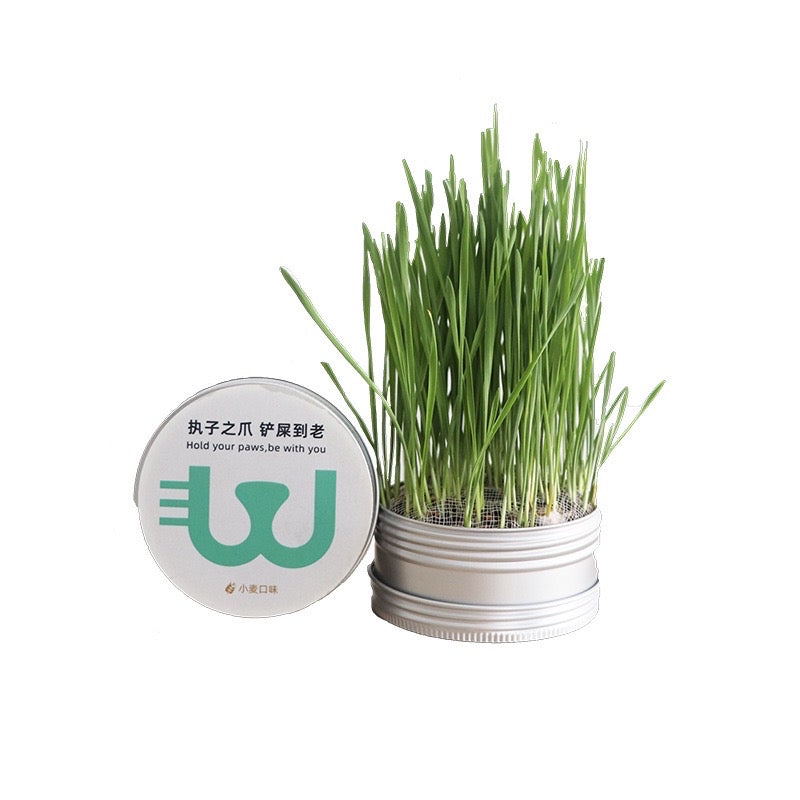 Cat Grass