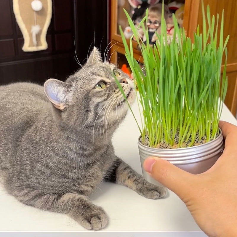 Cat Grass