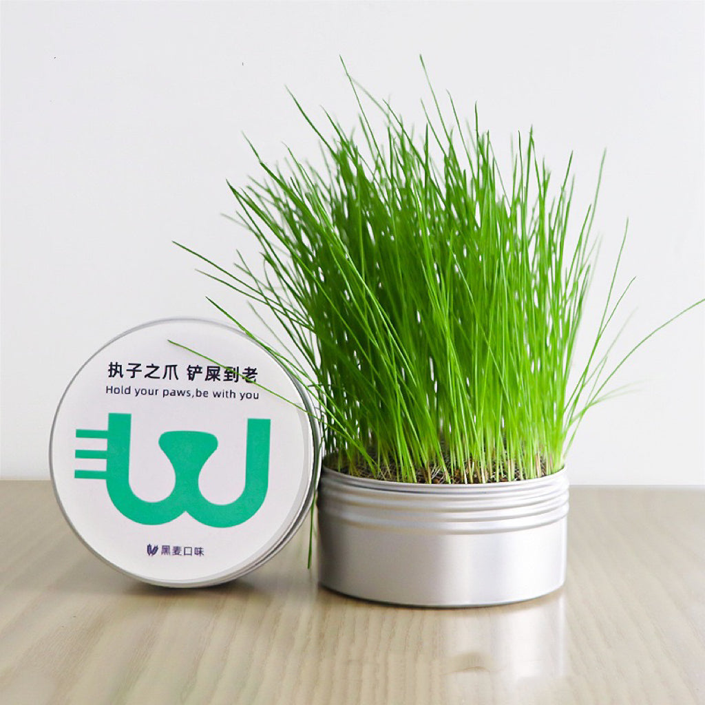Cat Grass