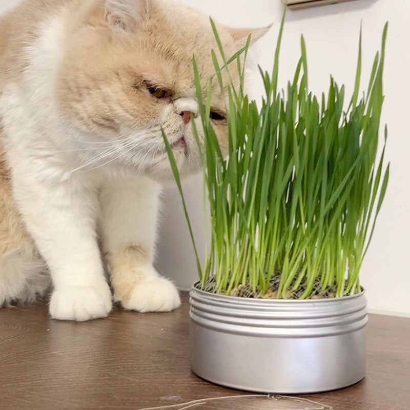 Cat Grass