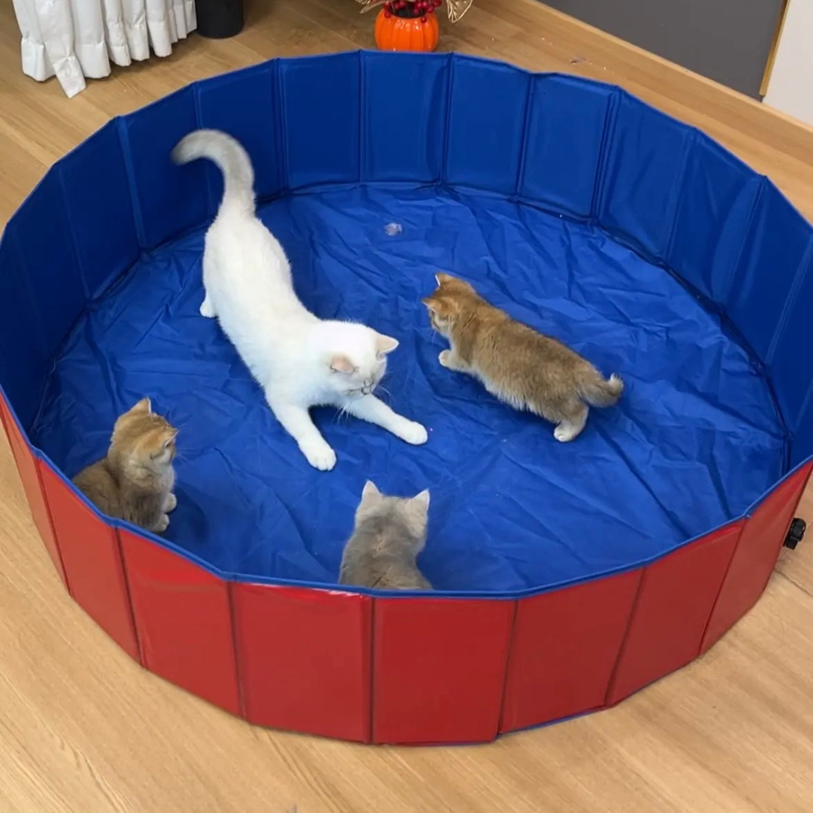 Extra-Tough PVC  Portable Foldable Waterproof Cats litter Box